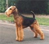 Click here for more detailed Airedale Terrier breed information and available puppies, studs dogs, clubs and forums